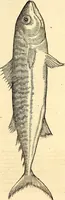Picture 542 of 971 from Icones animalium quadrupedum uiuiparorum et ouiparorum : quae in Historiae animalium Conradi Gesneri libro I. et II. describuntur, cum nomenclaturis singulorum latinis, graecis, italicis, gallicis, et germanicis plerunque, et aliarum quoque linguarum, certis ordinibus digestae (1560), leaf 428