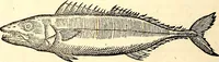 Picture 543 of 971 from Icones animalium quadrupedum uiuiparorum et ouiparorum : quae in Historiae animalium Conradi Gesneri libro I. et II. describuntur, cum nomenclaturis singulorum latinis, graecis, italicis, gallicis, et germanicis plerunque, et aliarum quoque linguarum, certis ordinibus digestae (1560), leaf 429