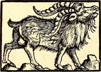 Picture 37 of 971 from Icones animalium quadrupedum uiuiparorum et ouiparorum : quae in Historiae animalium Conradi Gesneri libro I. et II. describuntur, cum nomenclaturis singulorum latinis, graecis, italicis, gallicis, et germanicis plerunque, et aliarum quoque linguarum, certis ordinibus digestae (1560), leaf 43