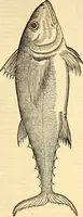Picture 544 of 971 from Icones animalium quadrupedum uiuiparorum et ouiparorum : quae in Historiae animalium Conradi Gesneri libro I. et II. describuntur, cum nomenclaturis singulorum latinis, graecis, italicis, gallicis, et germanicis plerunque, et aliarum quoque linguarum, certis ordinibus digestae (1560), leaf 430
