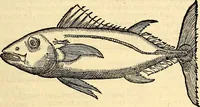 Picture 545 of 971 from Icones animalium quadrupedum uiuiparorum et ouiparorum : quae in Historiae animalium Conradi Gesneri libro I. et II. describuntur, cum nomenclaturis singulorum latinis, graecis, italicis, gallicis, et germanicis plerunque, et aliarum quoque linguarum, certis ordinibus digestae (1560), leaf 432