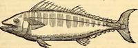 Picture 546 of 971 from Icones animalium quadrupedum uiuiparorum et ouiparorum : quae in Historiae animalium Conradi Gesneri libro I. et II. describuntur, cum nomenclaturis singulorum latinis, graecis, italicis, gallicis, et germanicis plerunque, et aliarum quoque linguarum, certis ordinibus digestae (1560), leaf 432