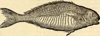 Picture 548 of 971 from Icones animalium quadrupedum uiuiparorum et ouiparorum : quae in Historiae animalium Conradi Gesneri libro I. et II. describuntur, cum nomenclaturis singulorum latinis, graecis, italicis, gallicis, et germanicis plerunque, et aliarum quoque linguarum, certis ordinibus digestae (1560), leaf 434