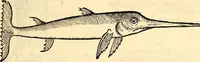 Picture 549 of 971 from Icones animalium quadrupedum uiuiparorum et ouiparorum : quae in Historiae animalium Conradi Gesneri libro I. et II. describuntur, cum nomenclaturis singulorum latinis, graecis, italicis, gallicis, et germanicis plerunque, et aliarum quoque linguarum, certis ordinibus digestae (1560), leaf 434