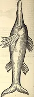 Picture 550 of 971 from Icones animalium quadrupedum uiuiparorum et ouiparorum : quae in Historiae animalium Conradi Gesneri libro I. et II. describuntur, cum nomenclaturis singulorum latinis, graecis, italicis, gallicis, et germanicis plerunque, et aliarum quoque linguarum, certis ordinibus digestae (1560), leaf 435