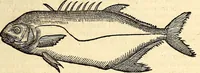 Picture 552 of 971 from Icones animalium quadrupedum uiuiparorum et ouiparorum : quae in Historiae animalium Conradi Gesneri libro I. et II. describuntur, cum nomenclaturis singulorum latinis, graecis, italicis, gallicis, et germanicis plerunque, et aliarum quoque linguarum, certis ordinibus digestae (1560), leaf 436
