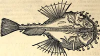 Picture 555 of 971 from Icones animalium quadrupedum uiuiparorum et ouiparorum : quae in Historiae animalium Conradi Gesneri libro I. et II. describuntur, cum nomenclaturis singulorum latinis, graecis, italicis, gallicis, et germanicis plerunque, et aliarum quoque linguarum, certis ordinibus digestae (1560), leaf 439