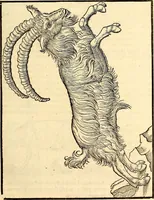 Picture 38 of 971 from Icones animalium quadrupedum uiuiparorum et ouiparorum : quae in Historiae animalium Conradi Gesneri libro I. et II. describuntur, cum nomenclaturis singulorum latinis, graecis, italicis, gallicis, et germanicis plerunque, et aliarum quoque linguarum, certis ordinibus digestae (1560), leaf 44