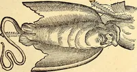 Picture 560 of 971 from Icones animalium quadrupedum uiuiparorum et ouiparorum : quae in Historiae animalium Conradi Gesneri libro I. et II. describuntur, cum nomenclaturis singulorum latinis, graecis, italicis, gallicis, et germanicis plerunque, et aliarum quoque linguarum, certis ordinibus digestae (1560), leaf 442