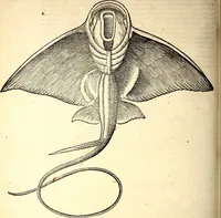 Picture 561 of 971 from Icones animalium quadrupedum uiuiparorum et ouiparorum : quae in Historiae animalium Conradi Gesneri libro I. et II. describuntur, cum nomenclaturis singulorum latinis, graecis, italicis, gallicis, et germanicis plerunque, et aliarum quoque linguarum, certis ordinibus digestae (1560), leaf 443