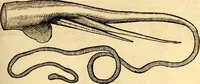 Picture 562 of 971 from Icones animalium quadrupedum uiuiparorum et ouiparorum : quae in Historiae animalium Conradi Gesneri libro I. et II. describuntur, cum nomenclaturis singulorum latinis, graecis, italicis, gallicis, et germanicis plerunque, et aliarum quoque linguarum, certis ordinibus digestae (1560), leaf 444