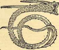 Picture 563 of 971 from Icones animalium quadrupedum uiuiparorum et ouiparorum : quae in Historiae animalium Conradi Gesneri libro I. et II. describuntur, cum nomenclaturis singulorum latinis, graecis, italicis, gallicis, et germanicis plerunque, et aliarum quoque linguarum, certis ordinibus digestae (1560), leaf 444
