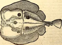 An illustration from Icones animalium quadrupedum uiuiparorum et ouiparorum : quae in Historiae animalium Conradi Gesneri libro I. et II. describuntur, cum nomenclaturis singulorum latinis, graecis, italicis, gallicis, et germanicis plerunque, et aliarum quoque linguarum, certis ordinibus digestae (1560)