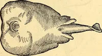 Picture 567 of 971 from Icones animalium quadrupedum uiuiparorum et ouiparorum : quae in Historiae animalium Conradi Gesneri libro I. et II. describuntur, cum nomenclaturis singulorum latinis, graecis, italicis, gallicis, et germanicis plerunque, et aliarum quoque linguarum, certis ordinibus digestae (1560), leaf 446