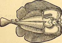 An illustration from Icones animalium quadrupedum uiuiparorum et ouiparorum : quae in Historiae animalium Conradi Gesneri libro I. et II. describuntur, cum nomenclaturis singulorum latinis, graecis, italicis, gallicis, et germanicis plerunque, et aliarum quoque linguarum, certis ordinibus digestae (1560)