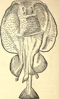 Picture 569 of 971 from Icones animalium quadrupedum uiuiparorum et ouiparorum : quae in Historiae animalium Conradi Gesneri libro I. et II. describuntur, cum nomenclaturis singulorum latinis, graecis, italicis, gallicis, et germanicis plerunque, et aliarum quoque linguarum, certis ordinibus digestae (1560), leaf 447