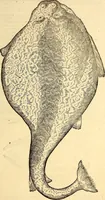 An illustration from Icones animalium quadrupedum uiuiparorum et ouiparorum : quae in Historiae animalium Conradi Gesneri libro I. et II. describuntur, cum nomenclaturis singulorum latinis, graecis, italicis, gallicis, et germanicis plerunque, et aliarum quoque linguarum, certis ordinibus digestae (1560)