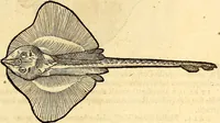 Picture 572 of 971 from Icones animalium quadrupedum uiuiparorum et ouiparorum : quae in Historiae animalium Conradi Gesneri libro I. et II. describuntur, cum nomenclaturis singulorum latinis, graecis, italicis, gallicis, et germanicis plerunque, et aliarum quoque linguarum, certis ordinibus digestae (1560), leaf 450