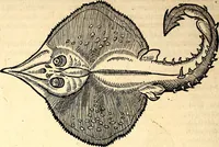 An illustration from Icones animalium quadrupedum uiuiparorum et ouiparorum : quae in Historiae animalium Conradi Gesneri libro I. et II. describuntur, cum nomenclaturis singulorum latinis, graecis, italicis, gallicis, et germanicis plerunque, et aliarum quoque linguarum, certis ordinibus digestae (1560)