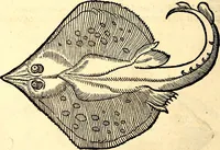 Picture 575 of 971 from Icones animalium quadrupedum uiuiparorum et ouiparorum : quae in Historiae animalium Conradi Gesneri libro I. et II. describuntur, cum nomenclaturis singulorum latinis, graecis, italicis, gallicis, et germanicis plerunque, et aliarum quoque linguarum, certis ordinibus digestae (1560), leaf 451