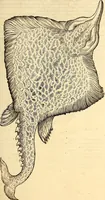 Picture 576 of 971 from Icones animalium quadrupedum uiuiparorum et ouiparorum : quae in Historiae animalium Conradi Gesneri libro I. et II. describuntur, cum nomenclaturis singulorum latinis, graecis, italicis, gallicis, et germanicis plerunque, et aliarum quoque linguarum, certis ordinibus digestae (1560), leaf 452