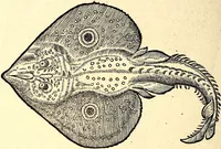 Picture 577 of 971 from Icones animalium quadrupedum uiuiparorum et ouiparorum : quae in Historiae animalium Conradi Gesneri libro I. et II. describuntur, cum nomenclaturis singulorum latinis, graecis, italicis, gallicis, et germanicis plerunque, et aliarum quoque linguarum, certis ordinibus digestae (1560), leaf 453