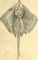 Picture 578 of 971 from Icones animalium quadrupedum uiuiparorum et ouiparorum : quae in Historiae animalium Conradi Gesneri libro I. et II. describuntur, cum nomenclaturis singulorum latinis, graecis, italicis, gallicis, et germanicis plerunque, et aliarum quoque linguarum, certis ordinibus digestae (1560), leaf 454