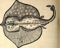 Picture 579 of 971 from Icones animalium quadrupedum uiuiparorum et ouiparorum : quae in Historiae animalium Conradi Gesneri libro I. et II. describuntur, cum nomenclaturis singulorum latinis, graecis, italicis, gallicis, et germanicis plerunque, et aliarum quoque linguarum, certis ordinibus digestae (1560), leaf 455