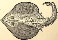 Picture 581 of 971 from Icones animalium quadrupedum uiuiparorum et ouiparorum : quae in Historiae animalium Conradi Gesneri libro I. et II. describuntur, cum nomenclaturis singulorum latinis, graecis, italicis, gallicis, et germanicis plerunque, et aliarum quoque linguarum, certis ordinibus digestae (1560), leaf 455