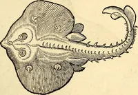 Picture 582 of 971 from Icones animalium quadrupedum uiuiparorum et ouiparorum : quae in Historiae animalium Conradi Gesneri libro I. et II. describuntur, cum nomenclaturis singulorum latinis, graecis, italicis, gallicis, et germanicis plerunque, et aliarum quoque linguarum, certis ordinibus digestae (1560), leaf 456