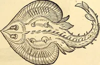 Picture 583 of 971 from Icones animalium quadrupedum uiuiparorum et ouiparorum : quae in Historiae animalium Conradi Gesneri libro I. et II. describuntur, cum nomenclaturis singulorum latinis, graecis, italicis, gallicis, et germanicis plerunque, et aliarum quoque linguarum, certis ordinibus digestae (1560), leaf 456