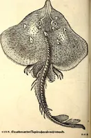 Picture 584 of 971 from Icones animalium quadrupedum uiuiparorum et ouiparorum : quae in Historiae animalium Conradi Gesneri libro I. et II. describuntur, cum nomenclaturis singulorum latinis, graecis, italicis, gallicis, et germanicis plerunque, et aliarum quoque linguarum, certis ordinibus digestae (1560), leaf 457