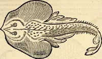 Picture 585 of 971 from Icones animalium quadrupedum uiuiparorum et ouiparorum : quae in Historiae animalium Conradi Gesneri libro I. et II. describuntur, cum nomenclaturis singulorum latinis, graecis, italicis, gallicis, et germanicis plerunque, et aliarum quoque linguarum, certis ordinibus digestae (1560), leaf 458