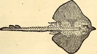 Picture 587 of 971 from Icones animalium quadrupedum uiuiparorum et ouiparorum : quae in Historiae animalium Conradi Gesneri libro I. et II. describuntur, cum nomenclaturis singulorum latinis, graecis, italicis, gallicis, et germanicis plerunque, et aliarum quoque linguarum, certis ordinibus digestae (1560), leaf 458