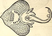 Picture 588 of 971 from Icones animalium quadrupedum uiuiparorum et ouiparorum : quae in Historiae animalium Conradi Gesneri libro I. et II. describuntur, cum nomenclaturis singulorum latinis, graecis, italicis, gallicis, et germanicis plerunque, et aliarum quoque linguarum, certis ordinibus digestae (1560), leaf 459