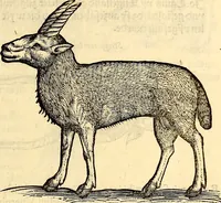 Picture 41 of 971 from Icones animalium quadrupedum uiuiparorum et ouiparorum : quae in Historiae animalium Conradi Gesneri libro I. et II. describuntur, cum nomenclaturis singulorum latinis, graecis, italicis, gallicis, et germanicis plerunque, et aliarum quoque linguarum, certis ordinibus digestae (1560), leaf 46