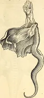 An illustration from Icones animalium quadrupedum uiuiparorum et ouiparorum : quae in Historiae animalium Conradi Gesneri libro I. et II. describuntur, cum nomenclaturis singulorum latinis, graecis, italicis, gallicis, et germanicis plerunque, et aliarum quoque linguarum, certis ordinibus digestae (1560)