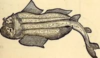 An illustration from Icones animalium quadrupedum uiuiparorum et ouiparorum : quae in Historiae animalium Conradi Gesneri libro I. et II. describuntur, cum nomenclaturis singulorum latinis, graecis, italicis, gallicis, et germanicis plerunque, et aliarum quoque linguarum, certis ordinibus digestae (1560)