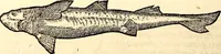 Picture 593 of 971 from Icones animalium quadrupedum uiuiparorum et ouiparorum : quae in Historiae animalium Conradi Gesneri libro I. et II. describuntur, cum nomenclaturis singulorum latinis, graecis, italicis, gallicis, et germanicis plerunque, et aliarum quoque linguarum, certis ordinibus digestae (1560), leaf 463