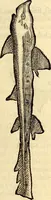 Picture 594 of 971 from Icones animalium quadrupedum uiuiparorum et ouiparorum : quae in Historiae animalium Conradi Gesneri libro I. et II. describuntur, cum nomenclaturis singulorum latinis, graecis, italicis, gallicis, et germanicis plerunque, et aliarum quoque linguarum, certis ordinibus digestae (1560), leaf 464