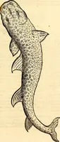 Picture 595 of 971 from Icones animalium quadrupedum uiuiparorum et ouiparorum : quae in Historiae animalium Conradi Gesneri libro I. et II. describuntur, cum nomenclaturis singulorum latinis, graecis, italicis, gallicis, et germanicis plerunque, et aliarum quoque linguarum, certis ordinibus digestae (1560), leaf 464