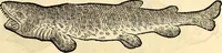 Picture 598 of 971 from Icones animalium quadrupedum uiuiparorum et ouiparorum : quae in Historiae animalium Conradi Gesneri libro I. et II. describuntur, cum nomenclaturis singulorum latinis, graecis, italicis, gallicis, et germanicis plerunque, et aliarum quoque linguarum, certis ordinibus digestae (1560), leaf 466
