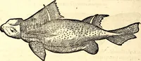 Picture 600 of 971 from Icones animalium quadrupedum uiuiparorum et ouiparorum : quae in Historiae animalium Conradi Gesneri libro I. et II. describuntur, cum nomenclaturis singulorum latinis, graecis, italicis, gallicis, et germanicis plerunque, et aliarum quoque linguarum, certis ordinibus digestae (1560), leaf 467