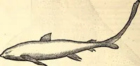 An illustration from Icones animalium quadrupedum uiuiparorum et ouiparorum : quae in Historiae animalium Conradi Gesneri libro I. et II. describuntur, cum nomenclaturis singulorum latinis, graecis, italicis, gallicis, et germanicis plerunque, et aliarum quoque linguarum, certis ordinibus digestae (1560)
