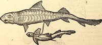 An illustration from Icones animalium quadrupedum uiuiparorum et ouiparorum : quae in Historiae animalium Conradi Gesneri libro I. et II. describuntur, cum nomenclaturis singulorum latinis, graecis, italicis, gallicis, et germanicis plerunque, et aliarum quoque linguarum, certis ordinibus digestae (1560)