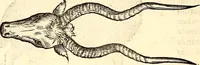 Picture 42 of 971 from Icones animalium quadrupedum uiuiparorum et ouiparorum : quae in Historiae animalium Conradi Gesneri libro I. et II. describuntur, cum nomenclaturis singulorum latinis, graecis, italicis, gallicis, et germanicis plerunque, et aliarum quoque linguarum, certis ordinibus digestae (1560), leaf 47