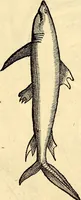 An illustration from Icones animalium quadrupedum uiuiparorum et ouiparorum : quae in Historiae animalium Conradi Gesneri libro I. et II. describuntur, cum nomenclaturis singulorum latinis, graecis, italicis, gallicis, et germanicis plerunque, et aliarum quoque linguarum, certis ordinibus digestae (1560)