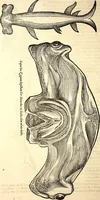An illustration from Icones animalium quadrupedum uiuiparorum et ouiparorum : quae in Historiae animalium Conradi Gesneri libro I. et II. describuntur, cum nomenclaturis singulorum latinis, graecis, italicis, gallicis, et germanicis plerunque, et aliarum quoque linguarum, certis ordinibus digestae (1560)