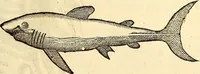 An illustration from Icones animalium quadrupedum uiuiparorum et ouiparorum : quae in Historiae animalium Conradi Gesneri libro I. et II. describuntur, cum nomenclaturis singulorum latinis, graecis, italicis, gallicis, et germanicis plerunque, et aliarum quoque linguarum, certis ordinibus digestae (1560)