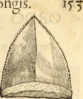 An illustration from Icones animalium quadrupedum uiuiparorum et ouiparorum : quae in Historiae animalium Conradi Gesneri libro I. et II. describuntur, cum nomenclaturis singulorum latinis, graecis, italicis, gallicis, et germanicis plerunque, et aliarum quoque linguarum, certis ordinibus digestae (1560)